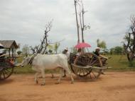 Siem Reap Half Day Our Eco Toursim Site - SIC